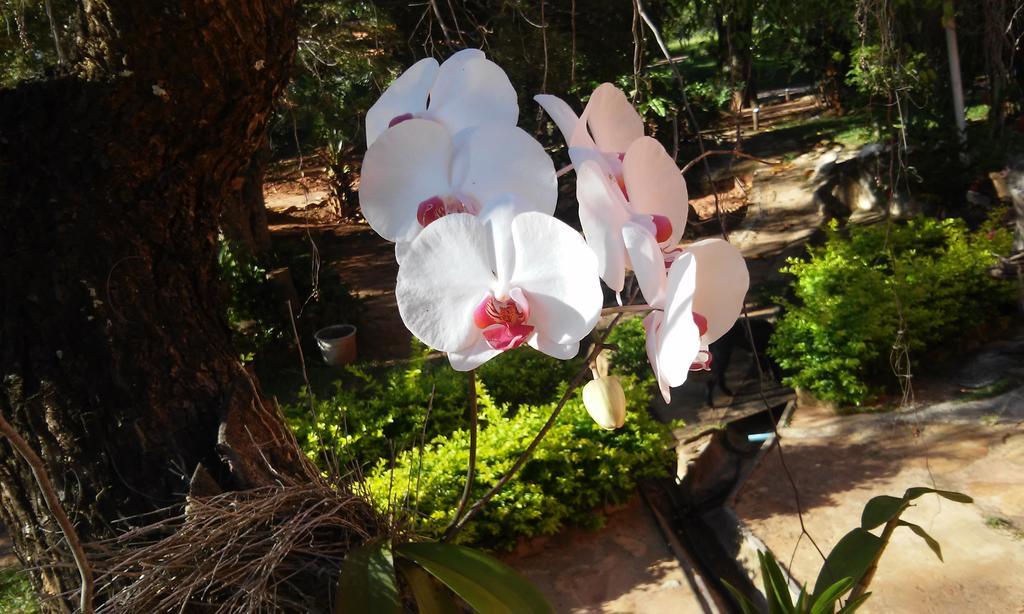 Flor De Cipo